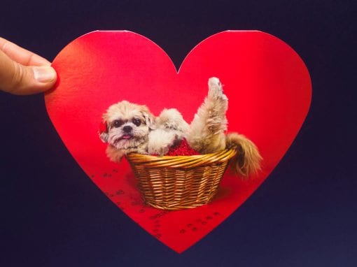 Marnie the Dog Die Cut Card
